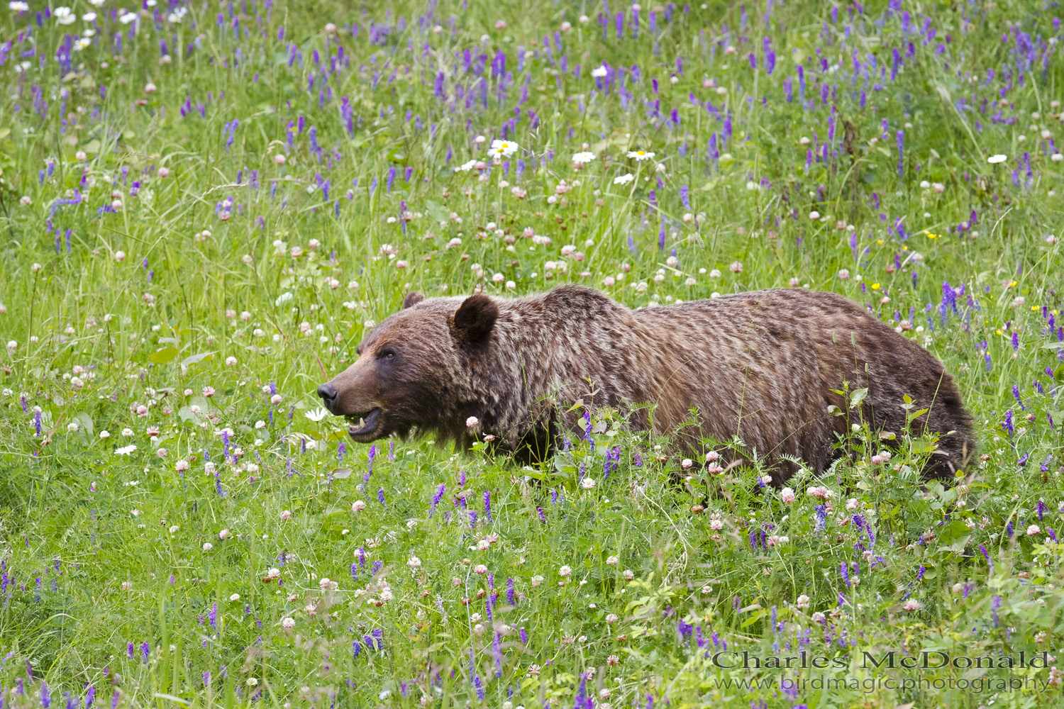 Grizzly Bear