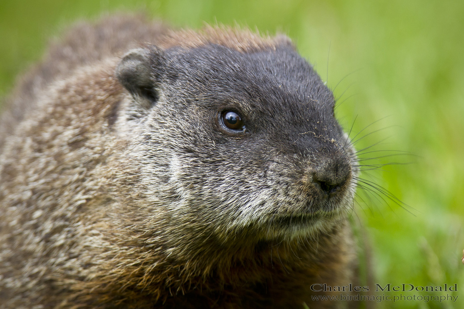 Woodchuck