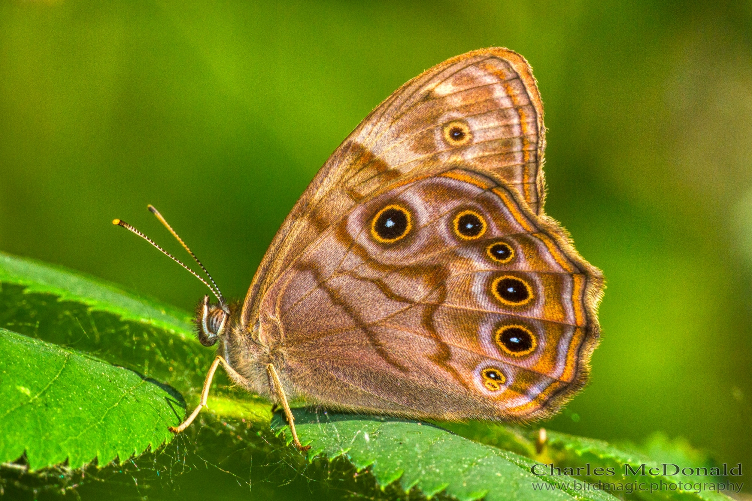 Northern Pearly Eye