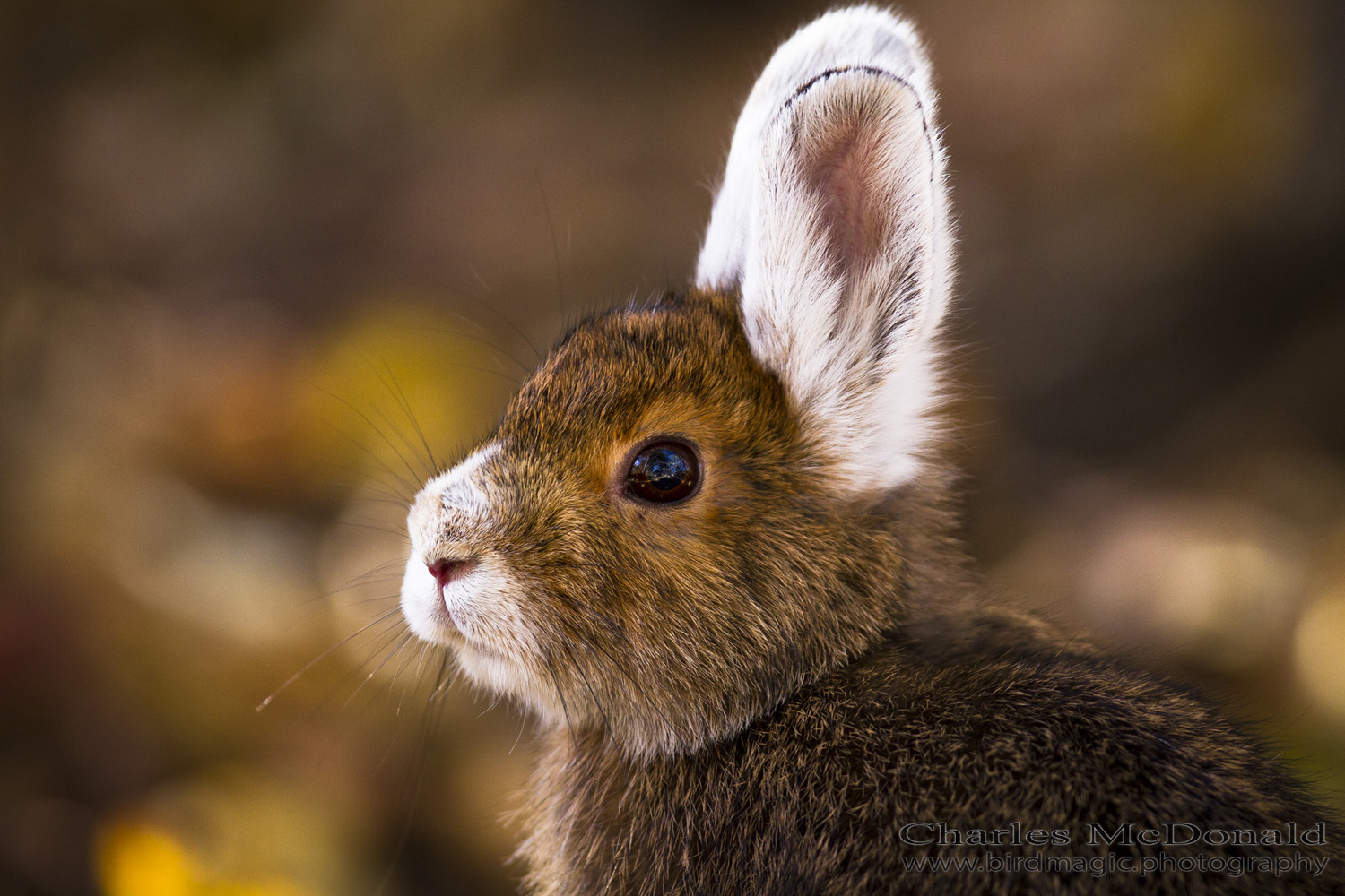 Forest Friend