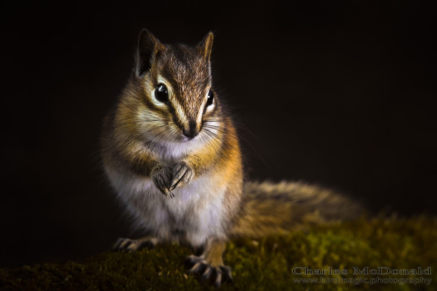 Forest Friend