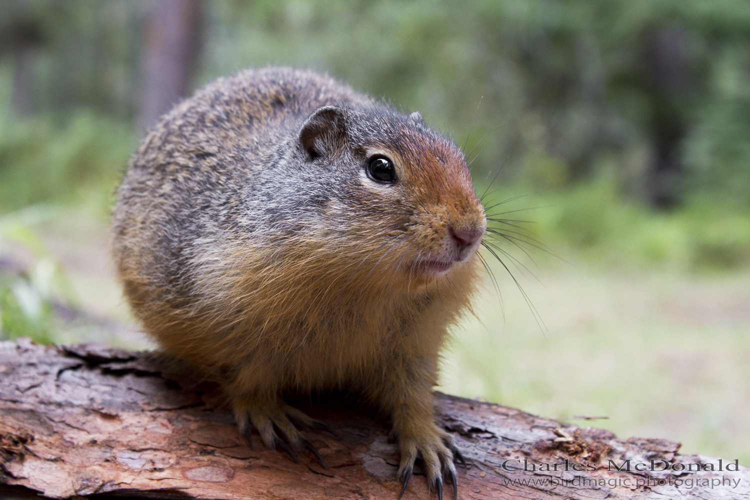 Columbian ground squirrel