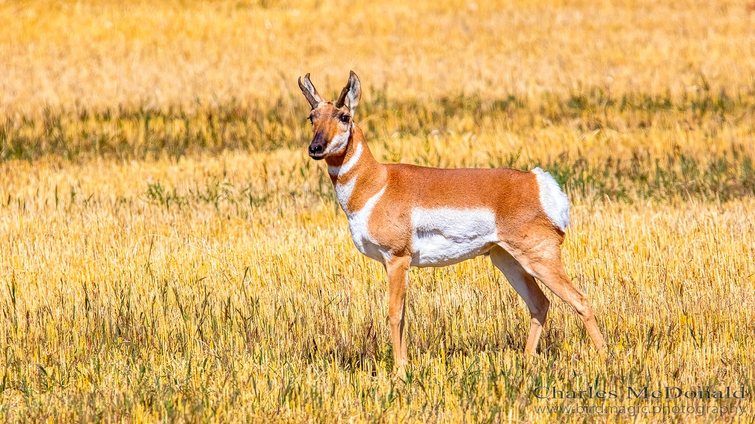 Pronghorn Antelope