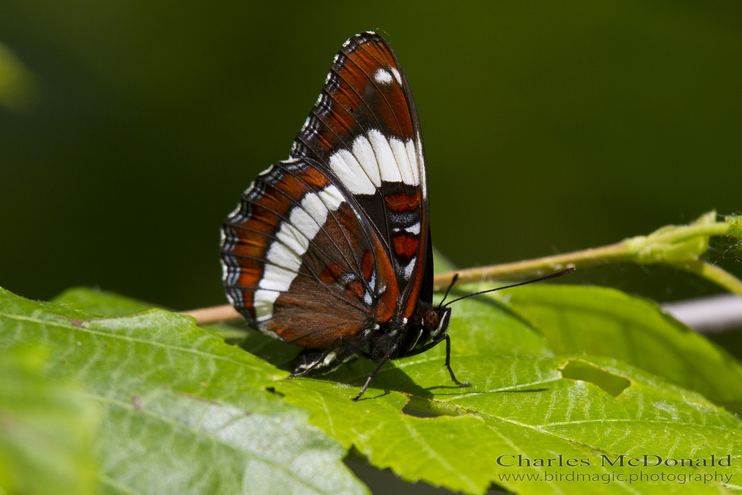 Limenitis arthemis