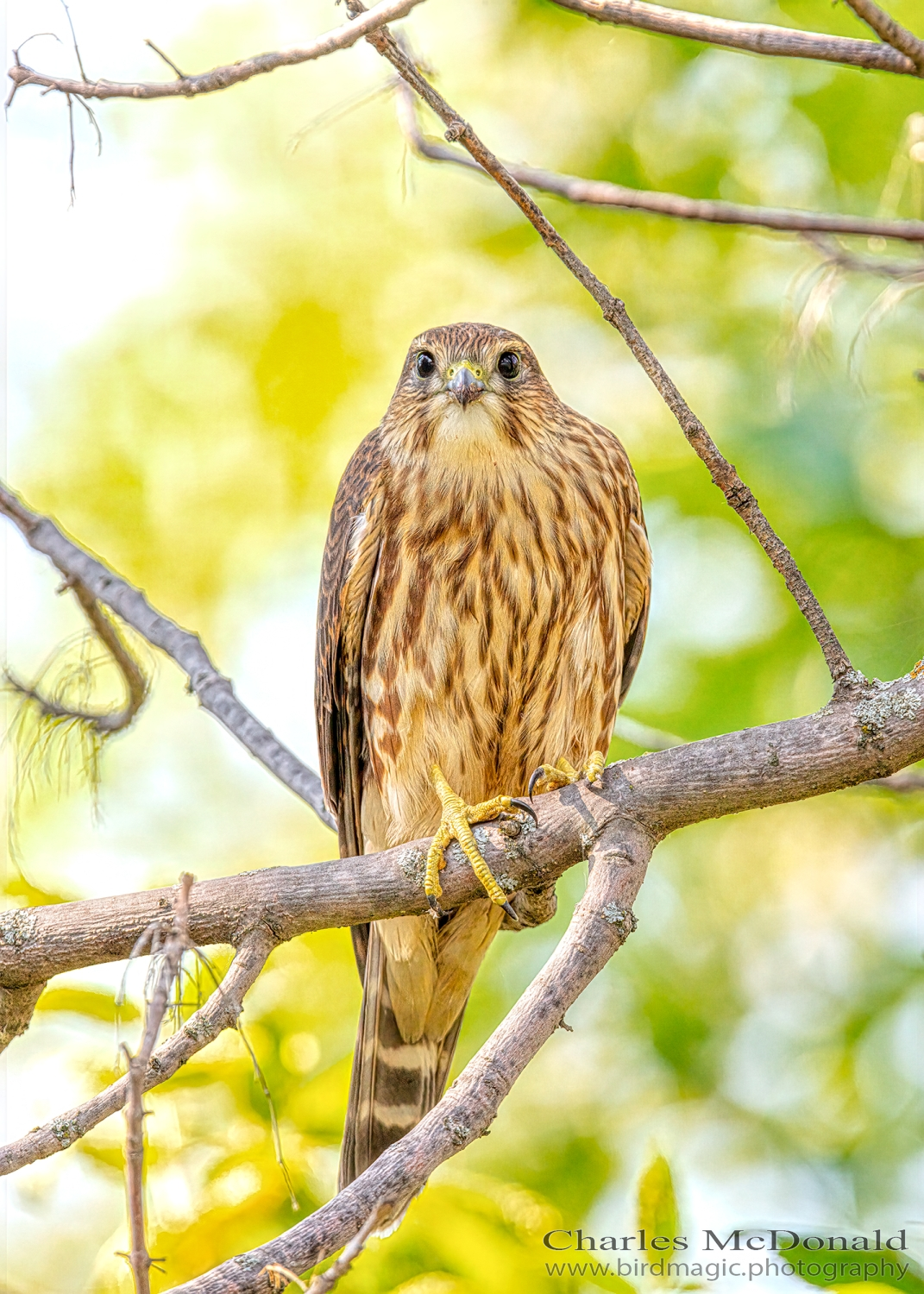 Merlin