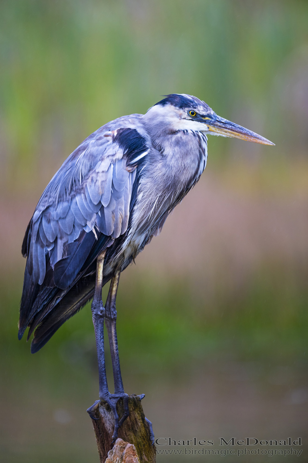 Great Blue Heron