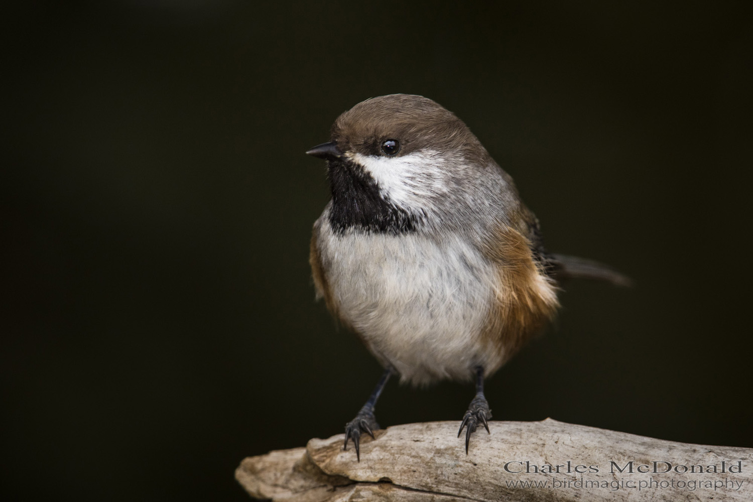 Boreal Chickadee