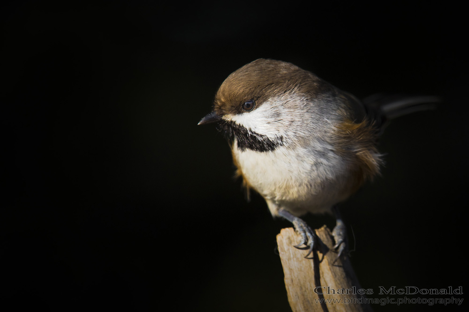 Boreal Chickadee