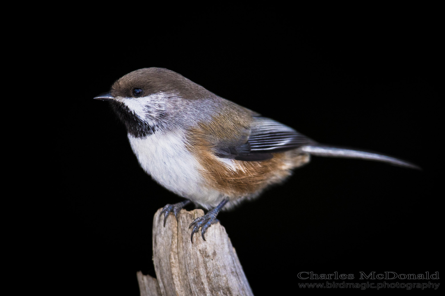 Boreal Chickadee