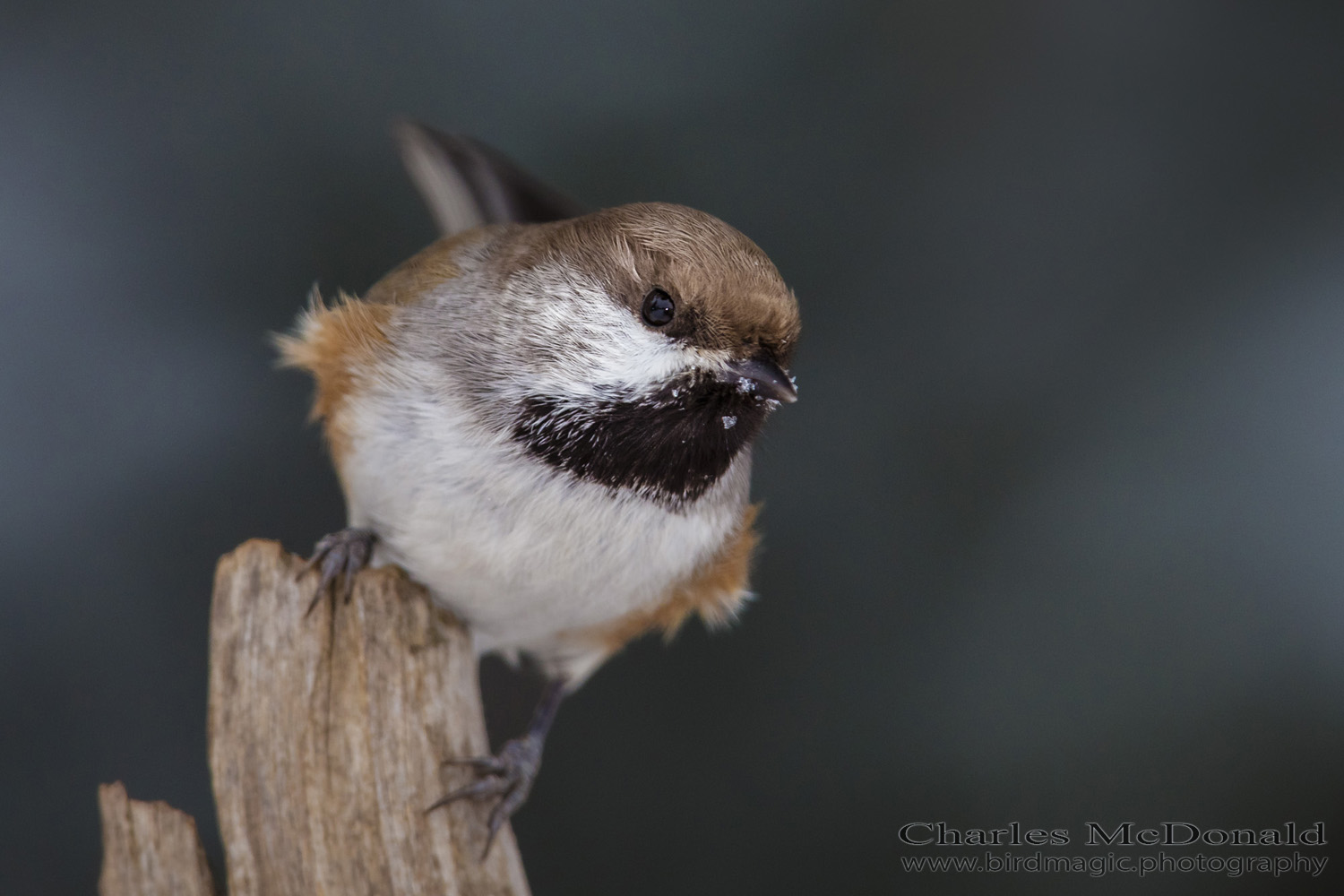 Boreal Chickadee