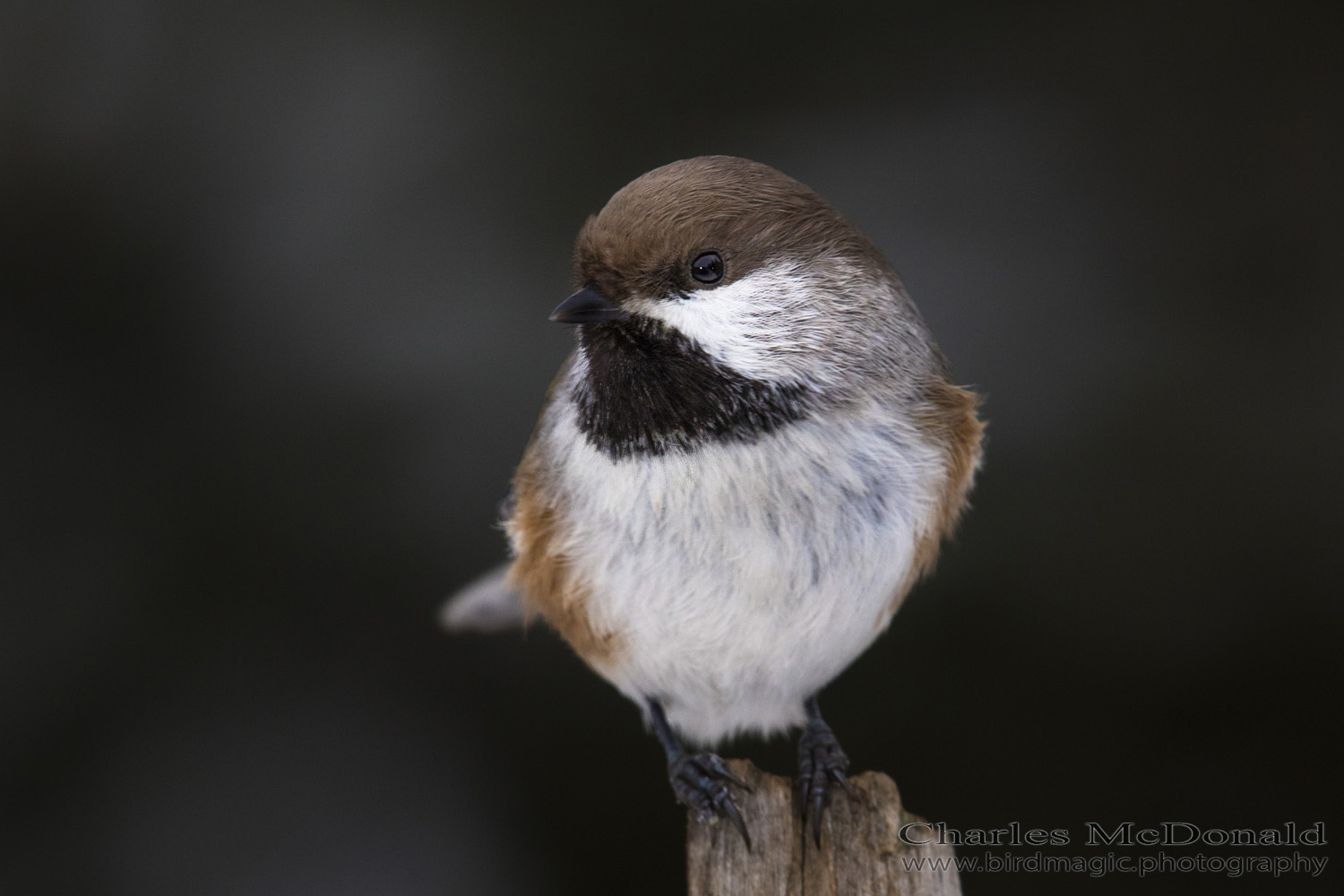 Boreal Chickadee