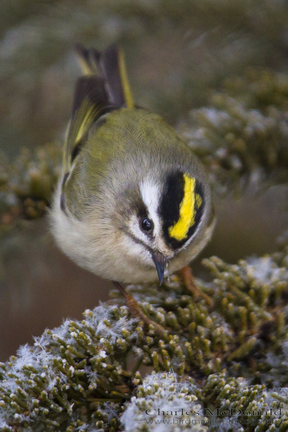 Golden-crowned Kinglet