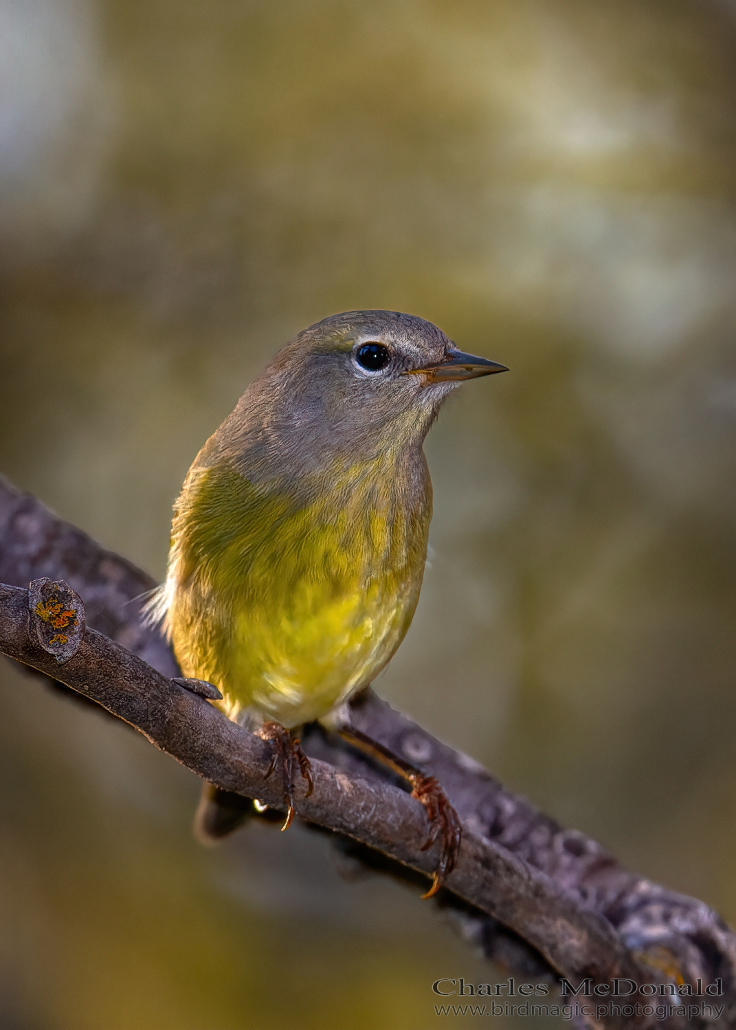 Orange-crowned Warbler