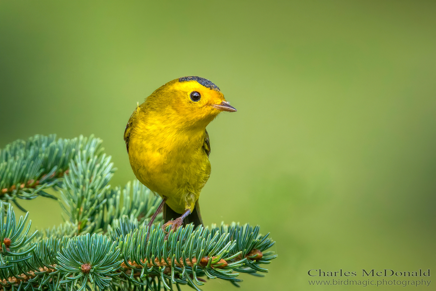 Wilson's Warbler