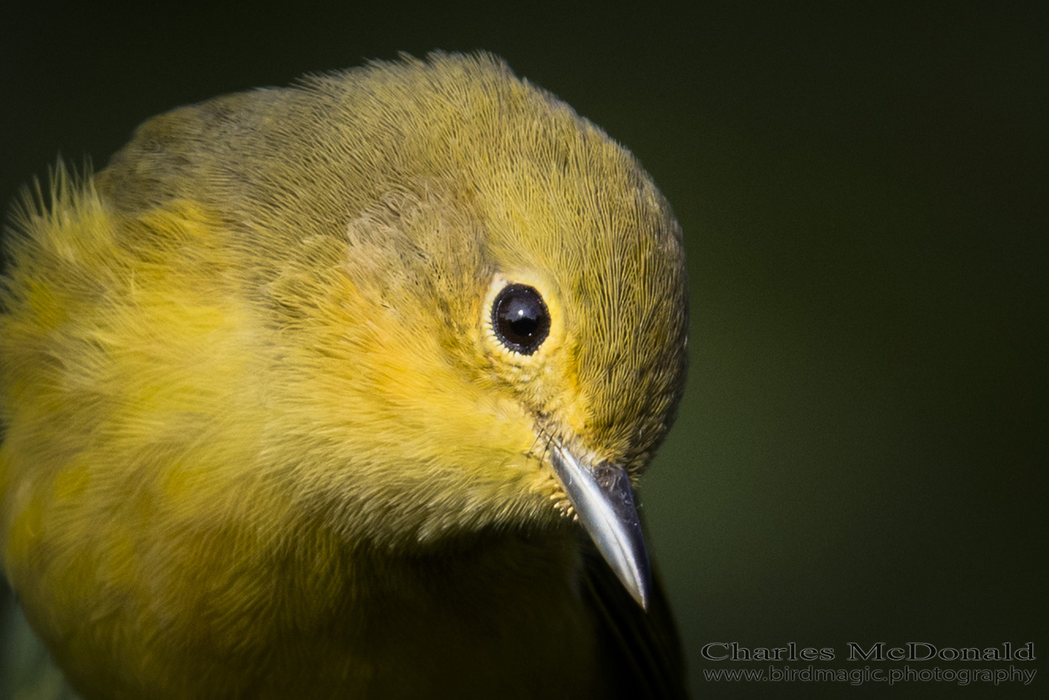 Yellow Warbler