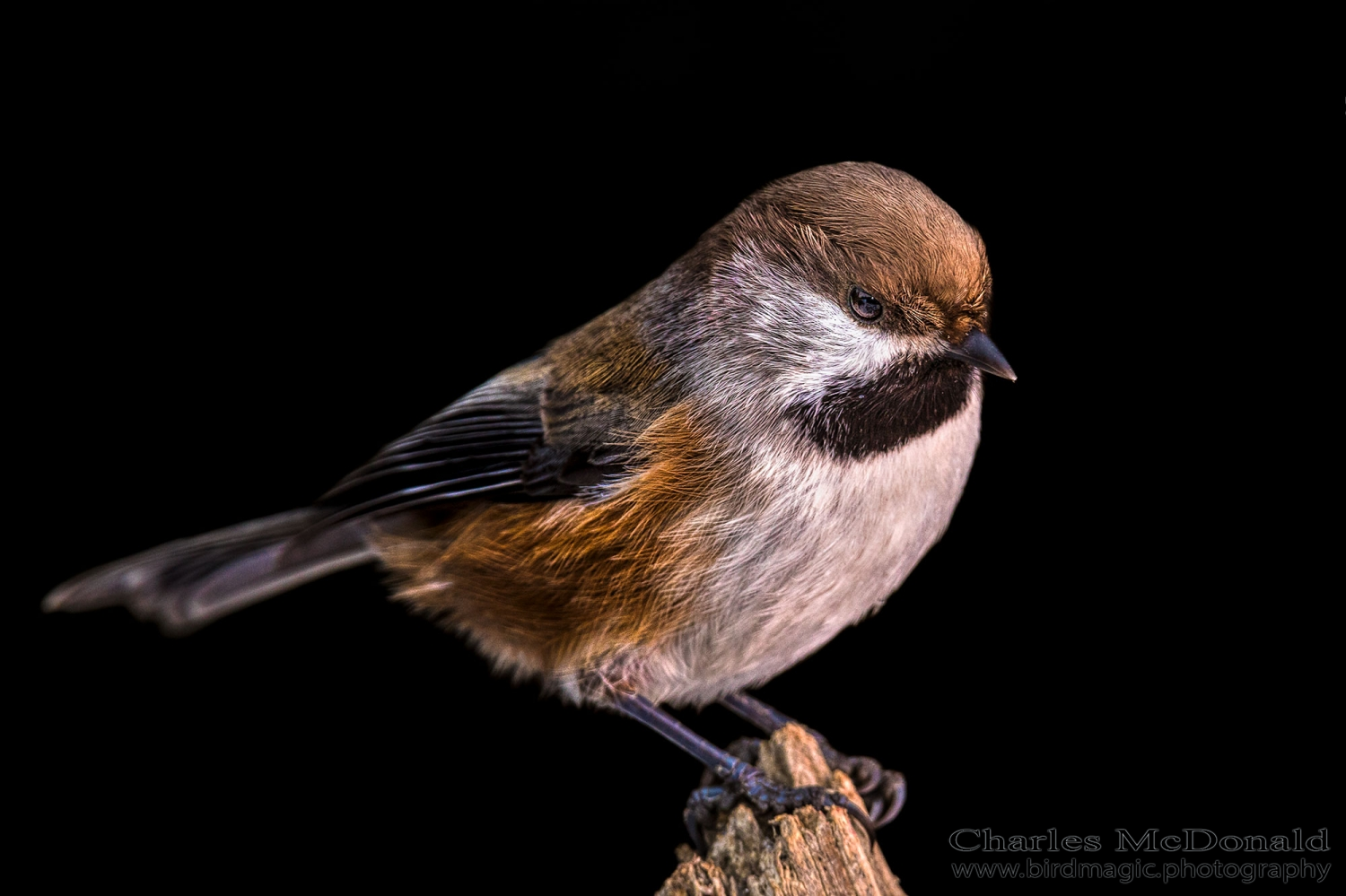 Boreal Chickadee