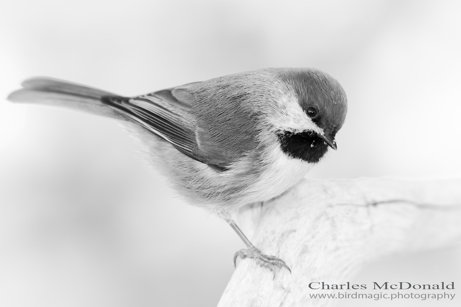 Boreal Chickadee