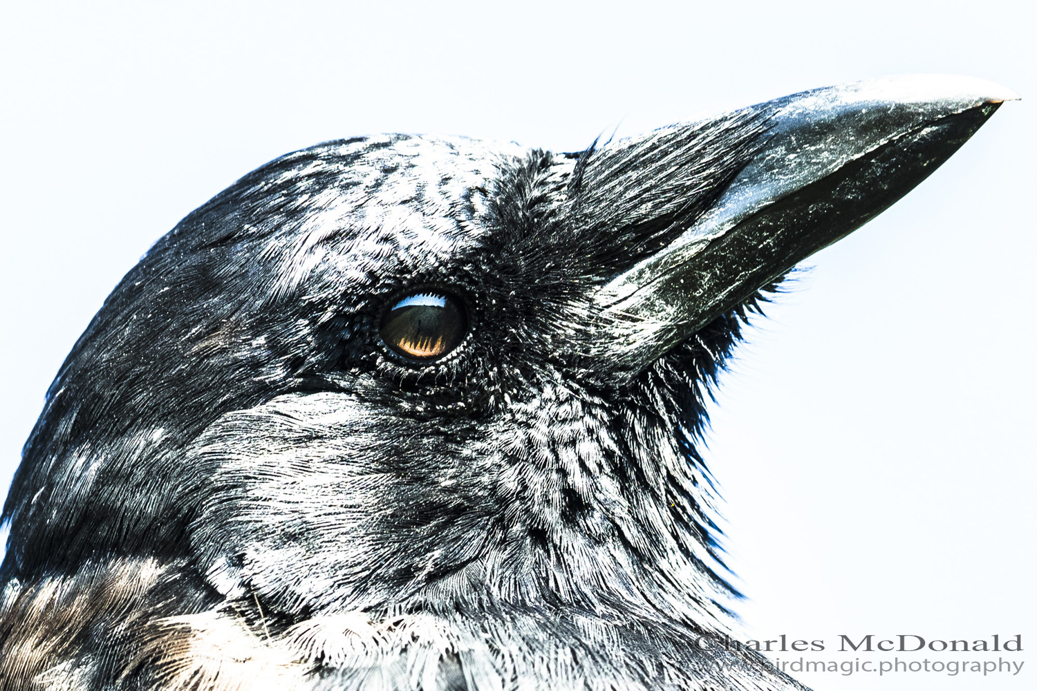 American Crow