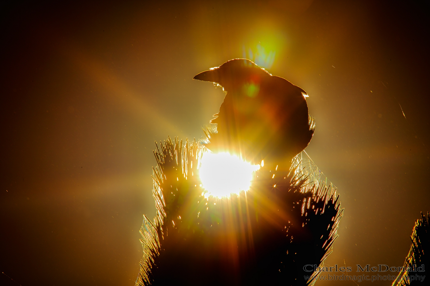 American Crow