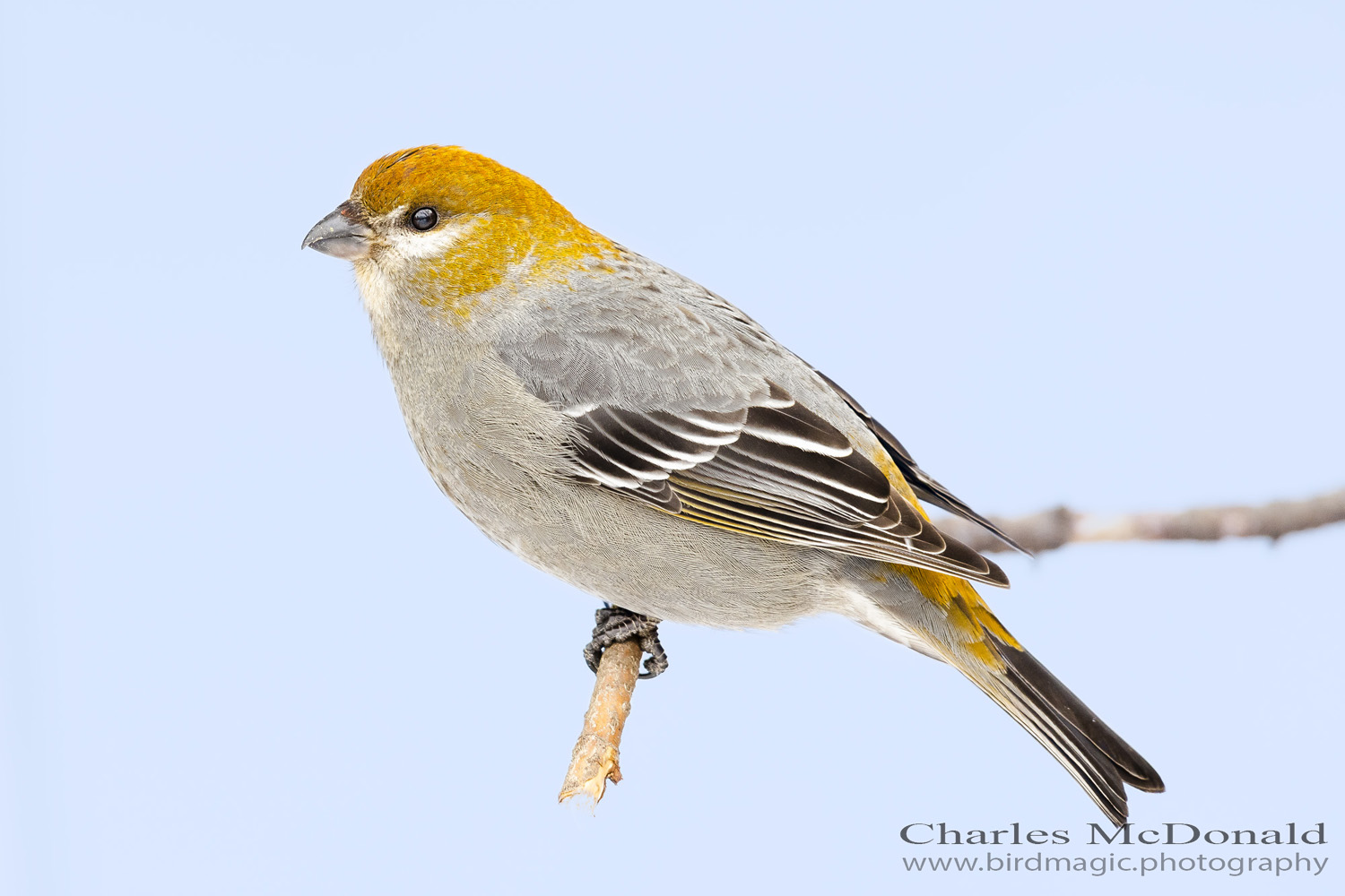 Pine Grosbeak