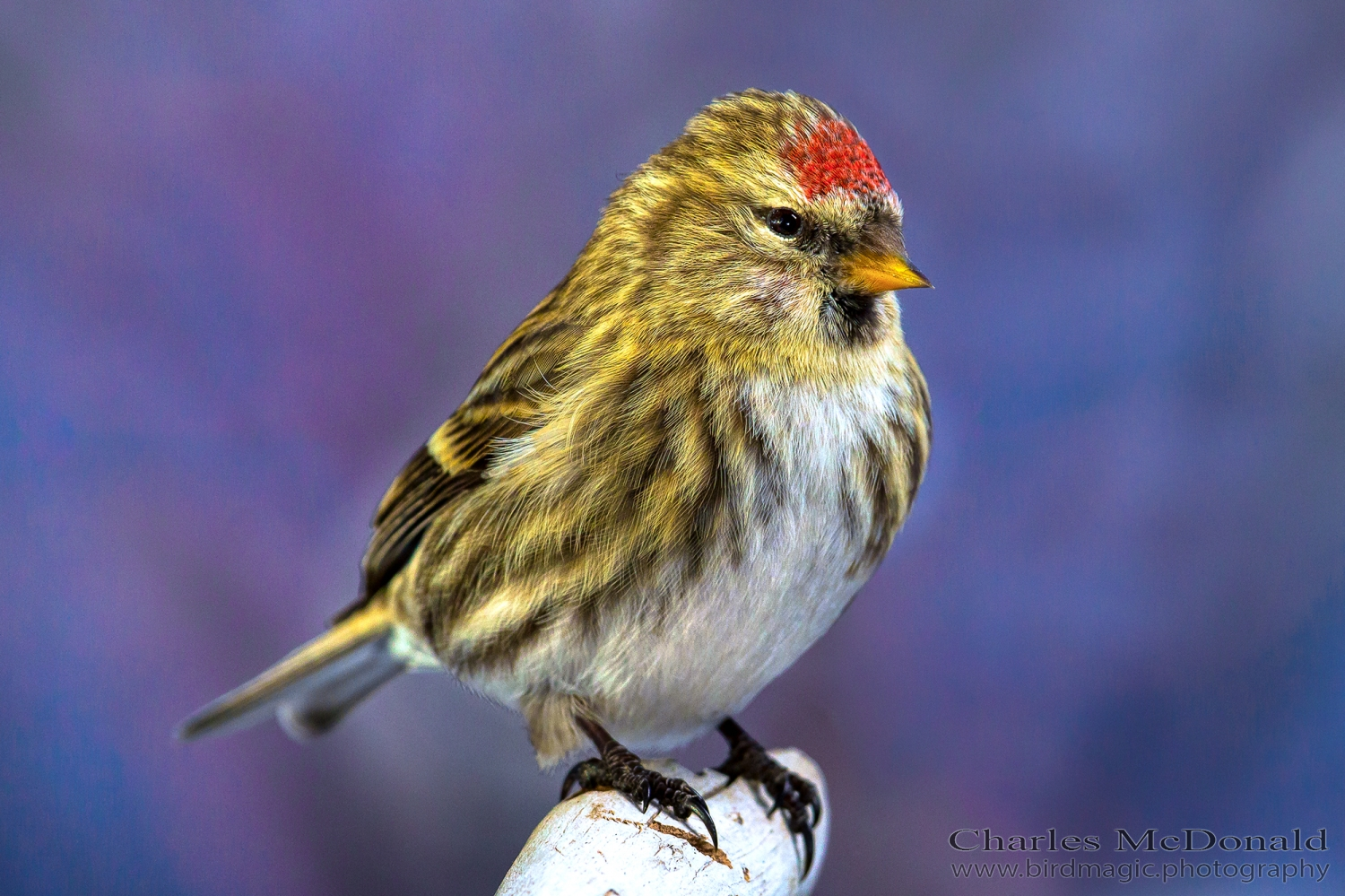 Common Redpoll