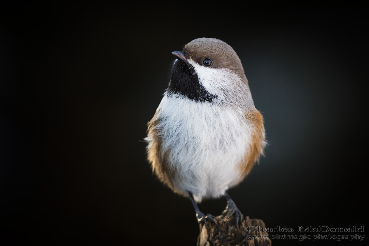 Boreal Chickadee