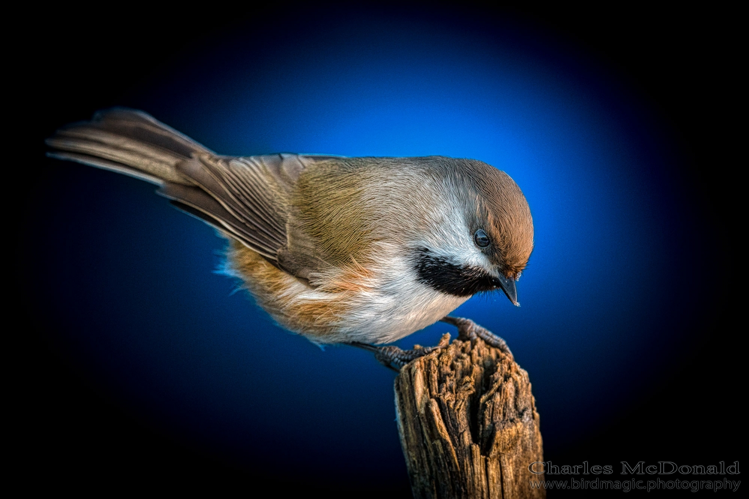 Boreal Chickadee