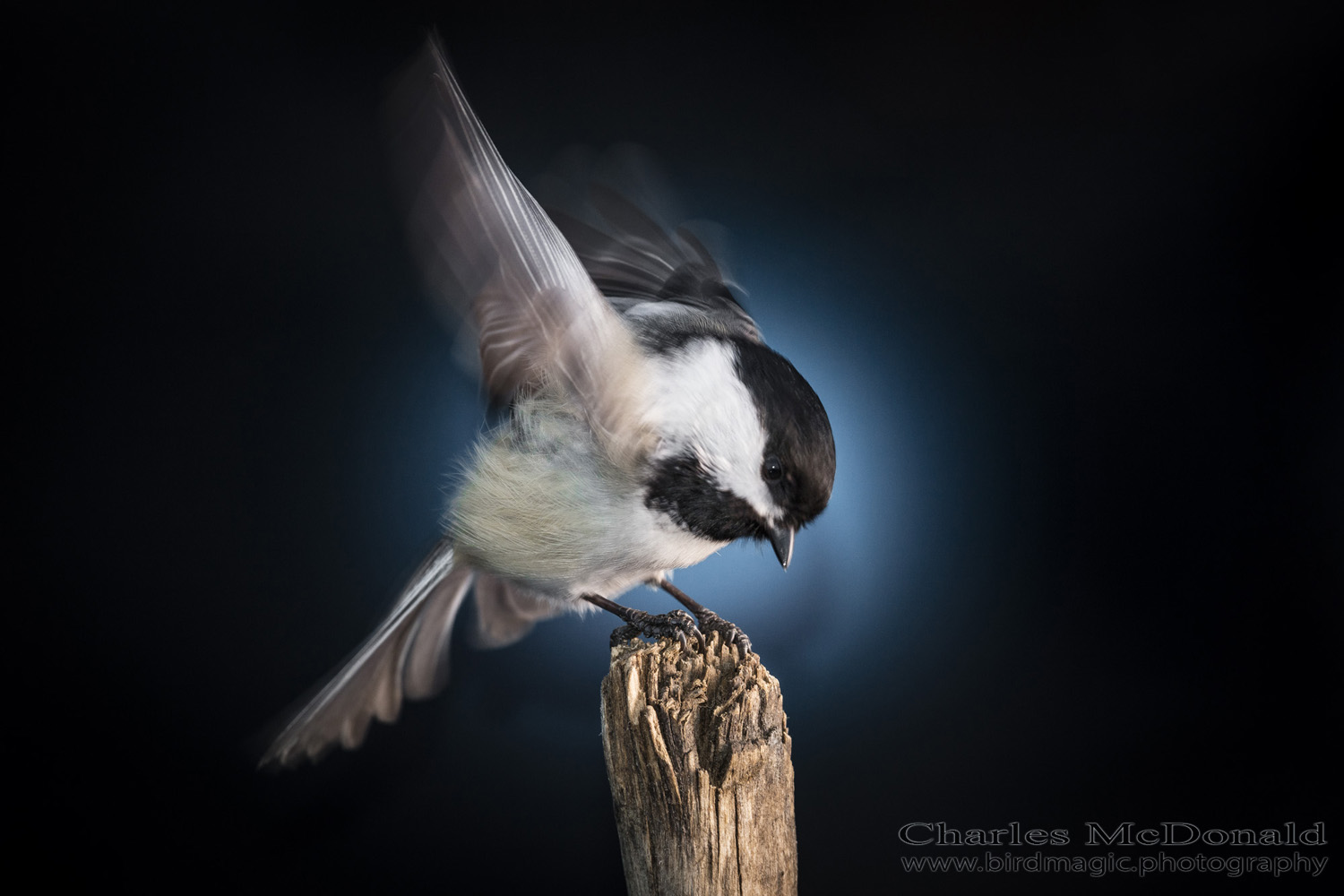 Black-capped Chickadee