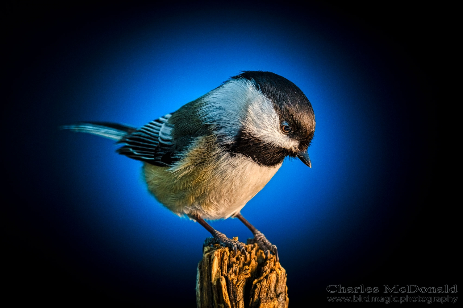 Black-capped Chickadee