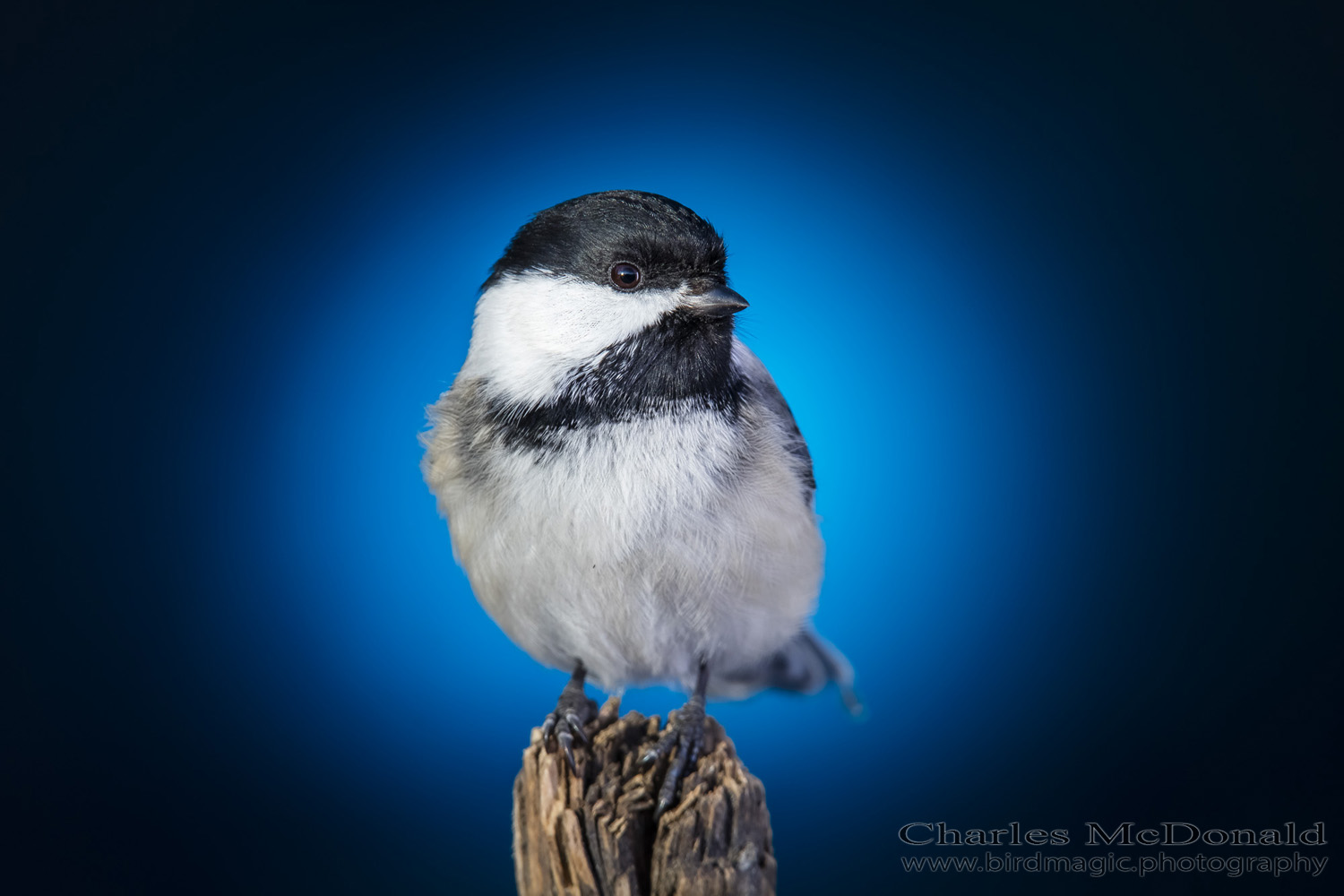 Black-capped Chickadee