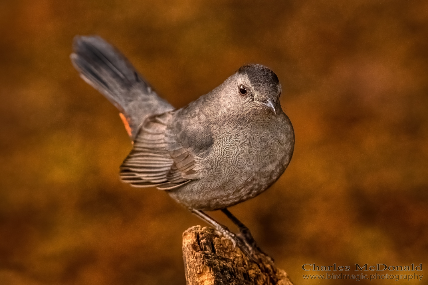 Gray Catbird