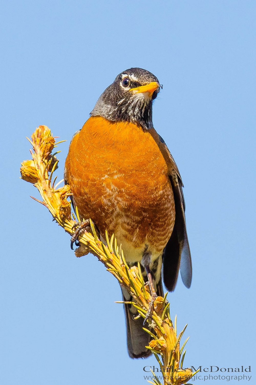 American Robin