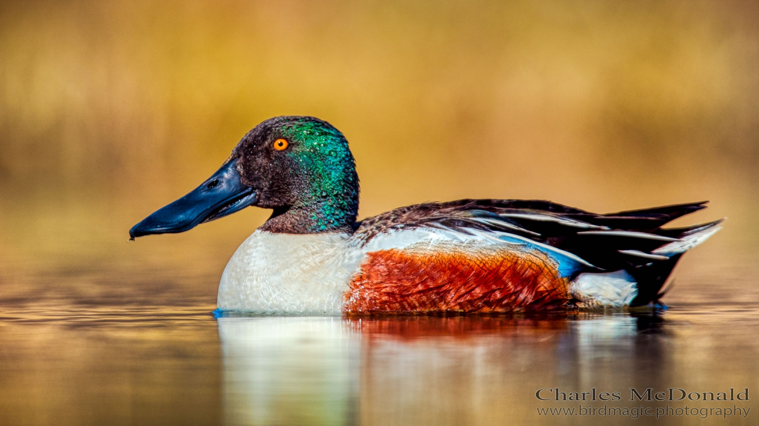 Northern Shoveler