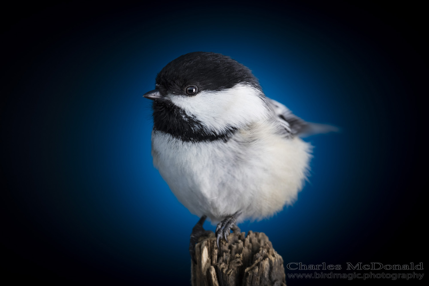 Black-capped Chickadee