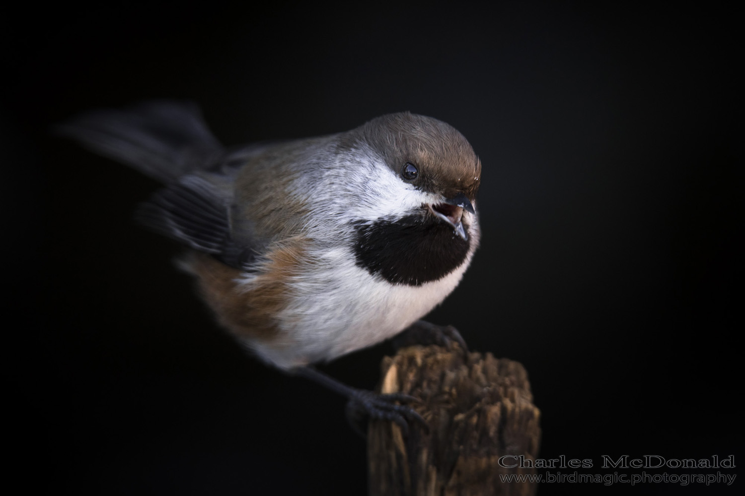 Boreal Chickadee