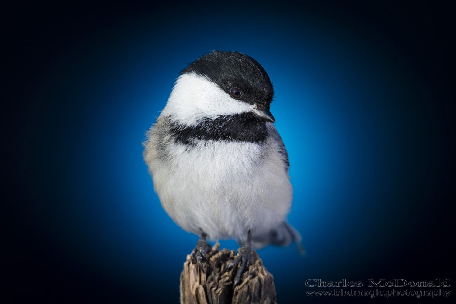 Black-capped Chickadee