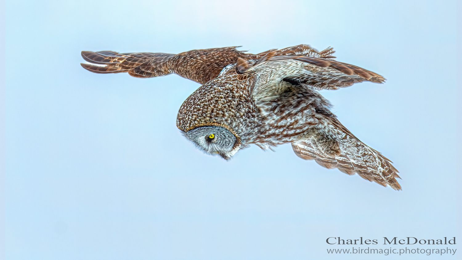 Great Gray Owl