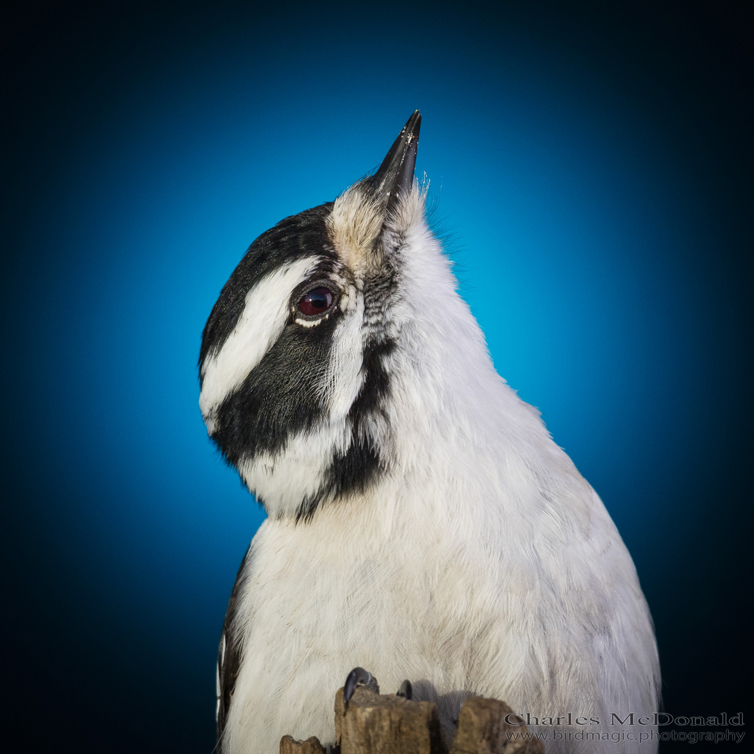 Downy Woodpecker