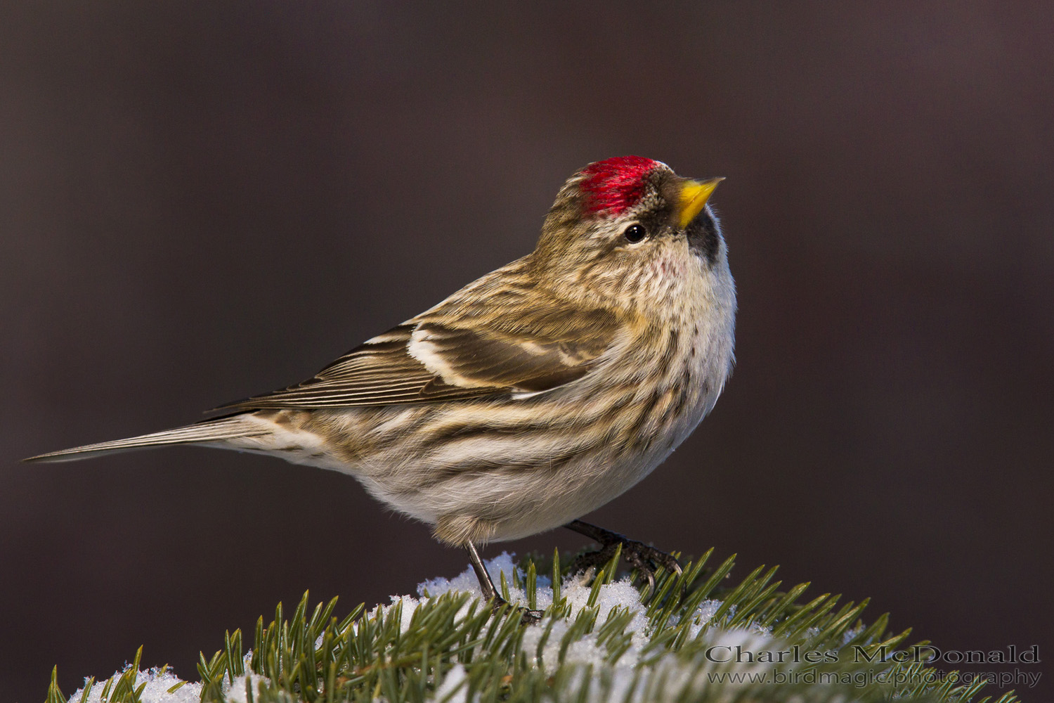 Common Redpoll