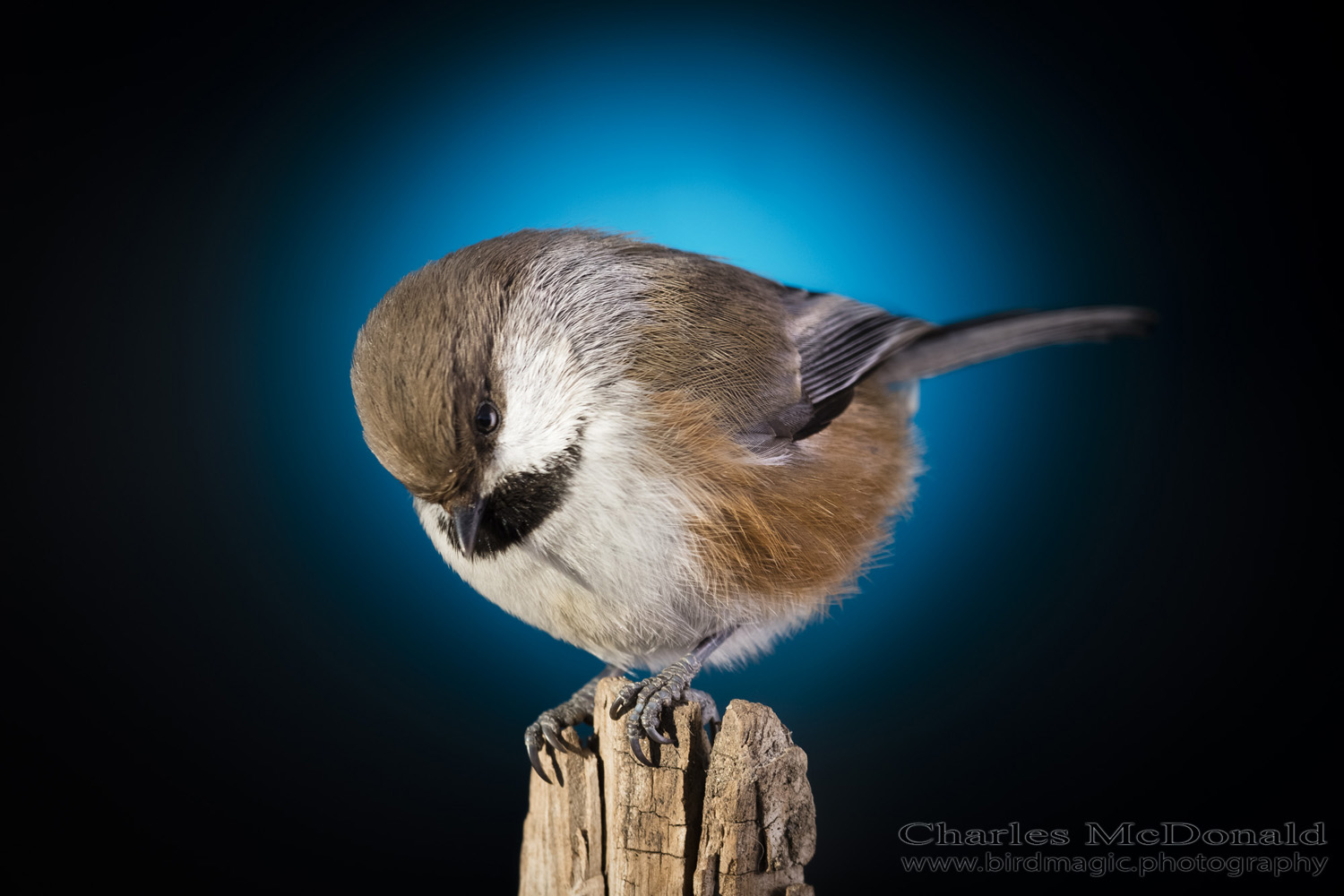 Boreal Chickadee