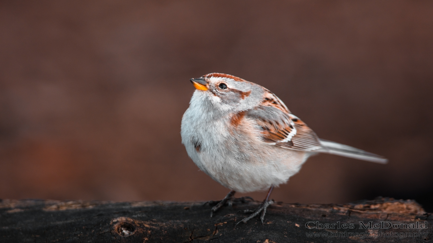 American Tree Sparrow