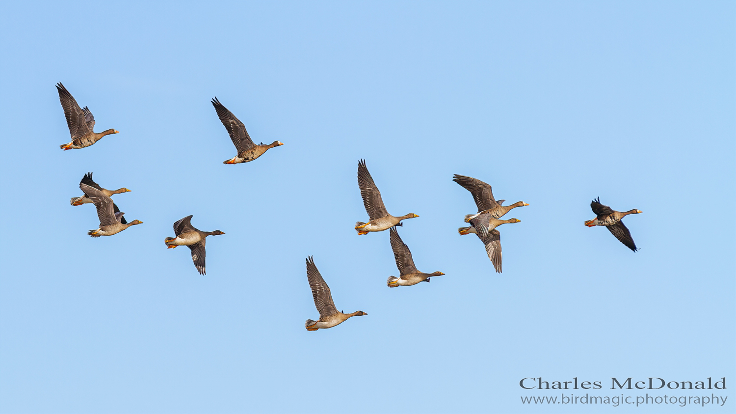 Greater White-fronted Goose