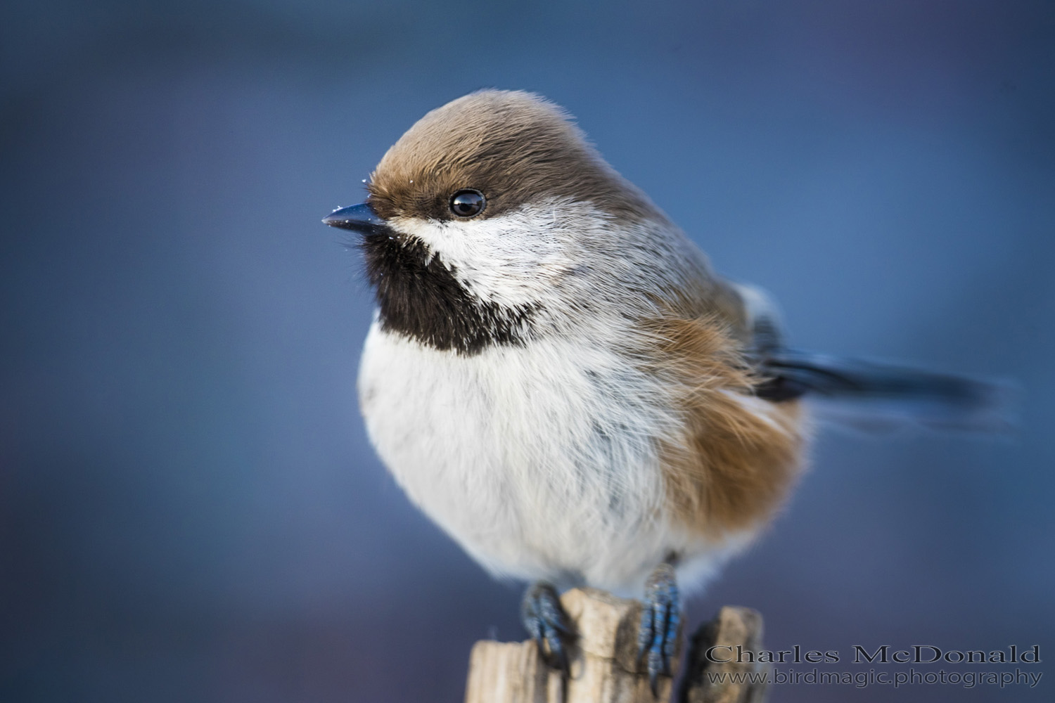 Boreal Chickadee