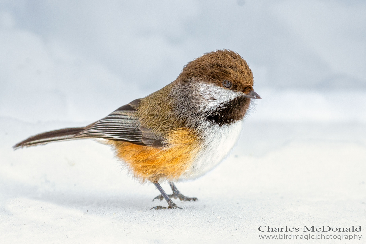 Boreal Chickadee