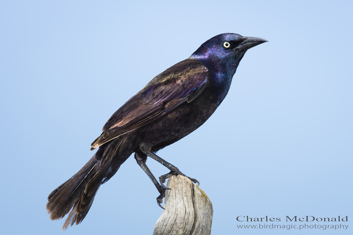 Common Grackle