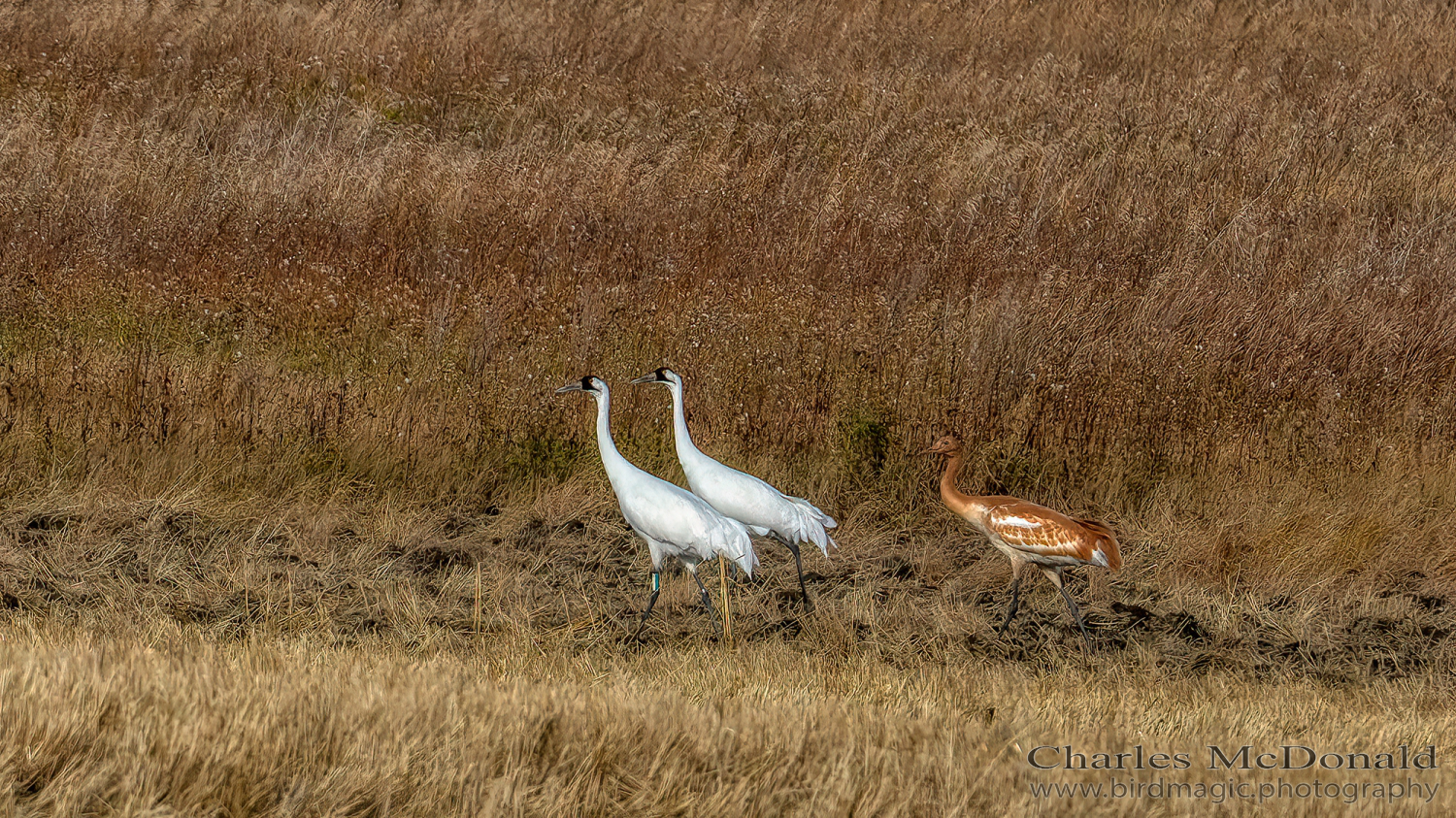 Whooping Crane