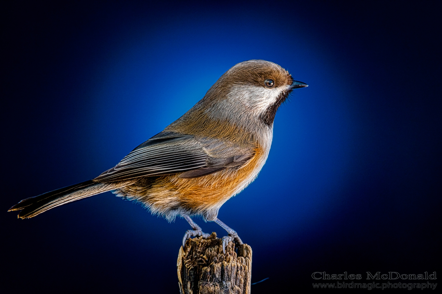 Boreal Chickadee