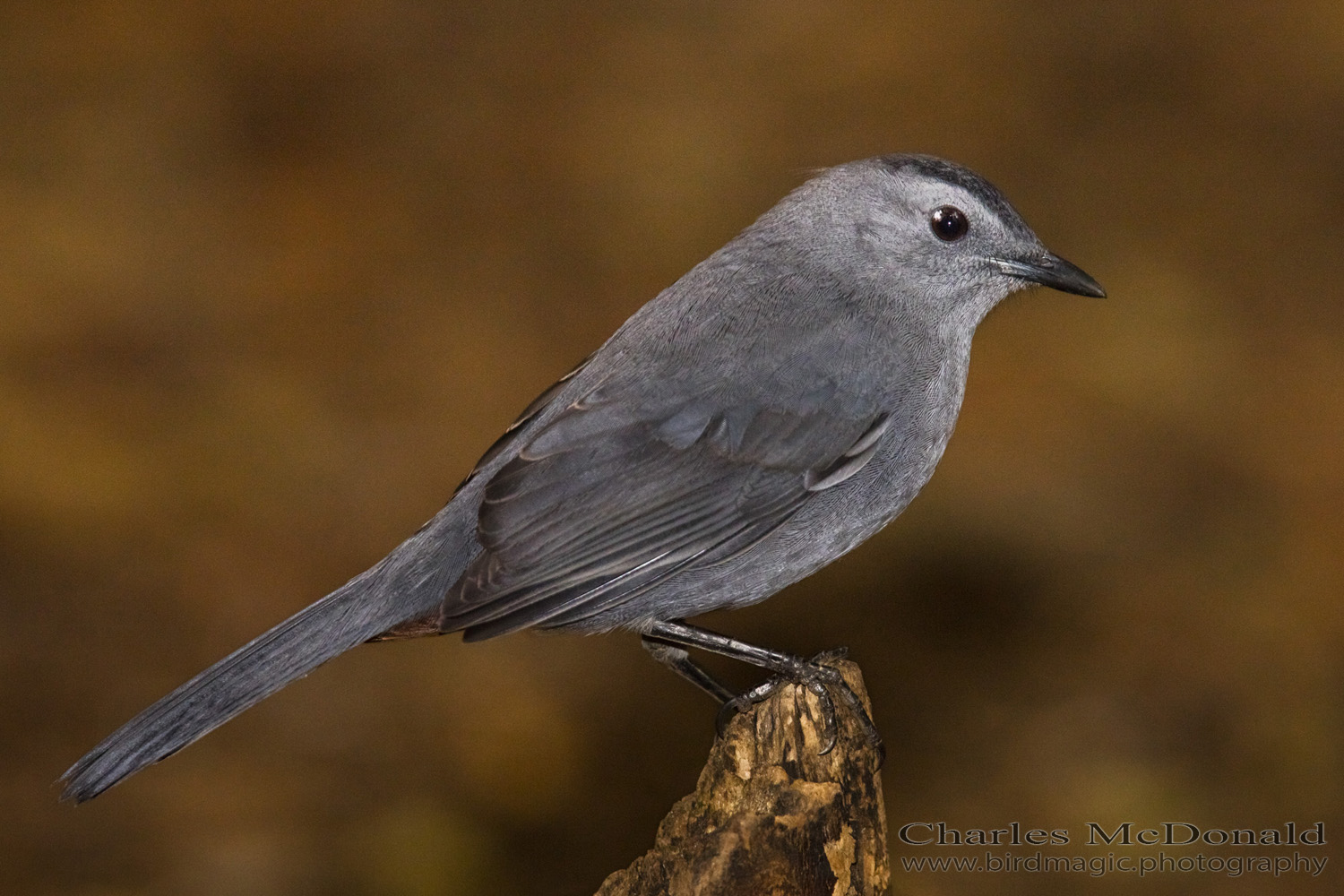 Gray Catbird