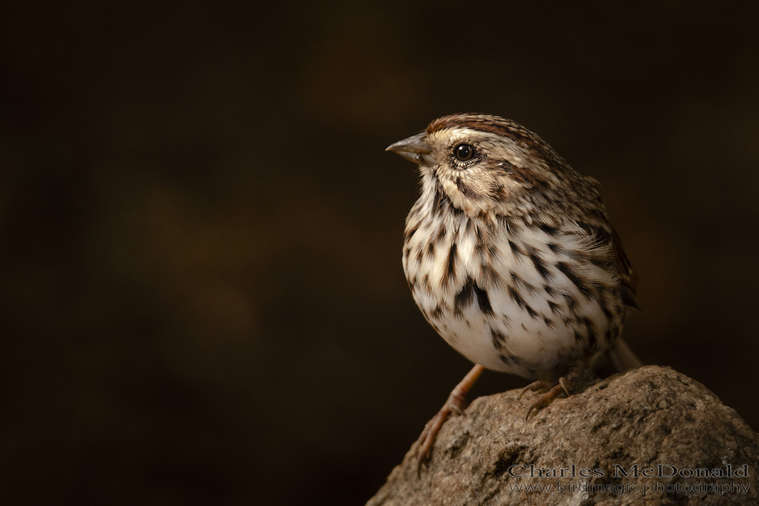 Song Sparrow