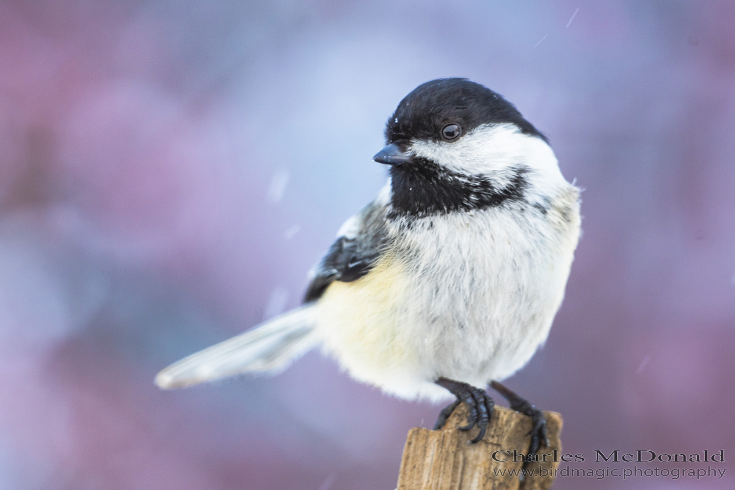 Black-capped Chickadee